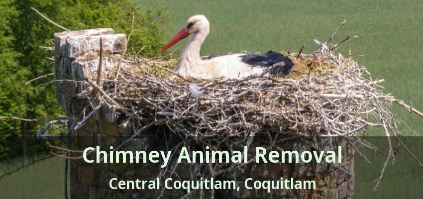Chimney Animal Removal Central Coquitlam, Coquitlam - BC