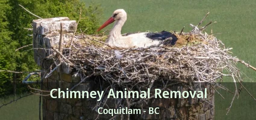 Chimney Animal Removal Coquitlam - BC