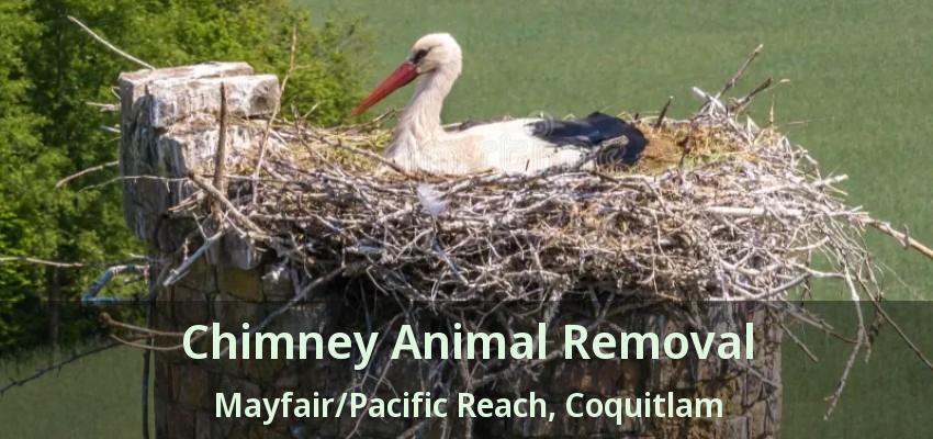 Chimney Animal Removal Mayfair/Pacific Reach, Coquitlam - BC