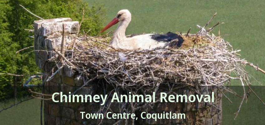 Chimney Animal Removal Town Centre, Coquitlam - BC