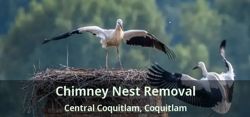 Chimney Nest Removal Central Coquitlam, Coquitlam - BC