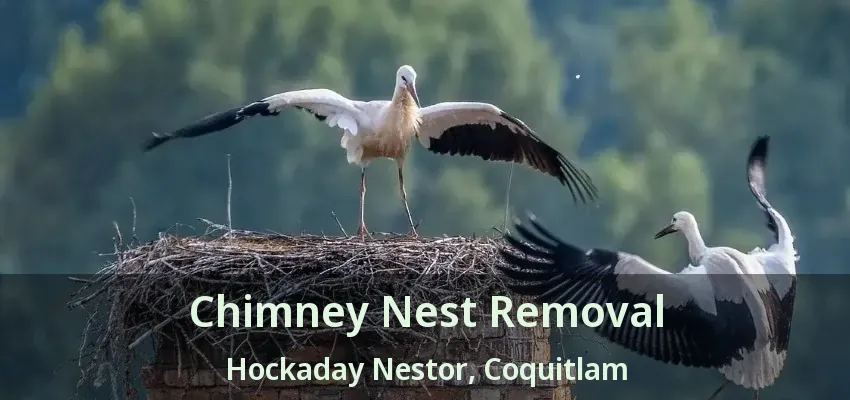 Chimney Nest Removal Hockaday Nestor, Coquitlam - BC