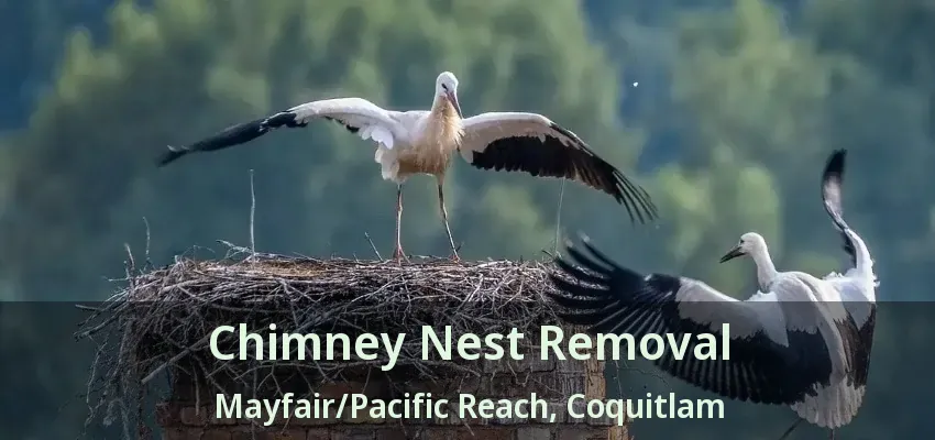 Chimney Nest Removal Mayfair/Pacific Reach, Coquitlam - BC
