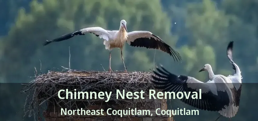 Chimney Nest Removal Northeast Coquitlam, Coquitlam - BC