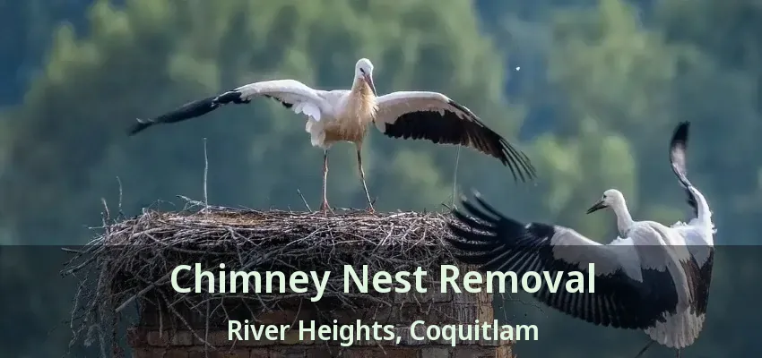 Chimney Nest Removal River Heights, Coquitlam - BC