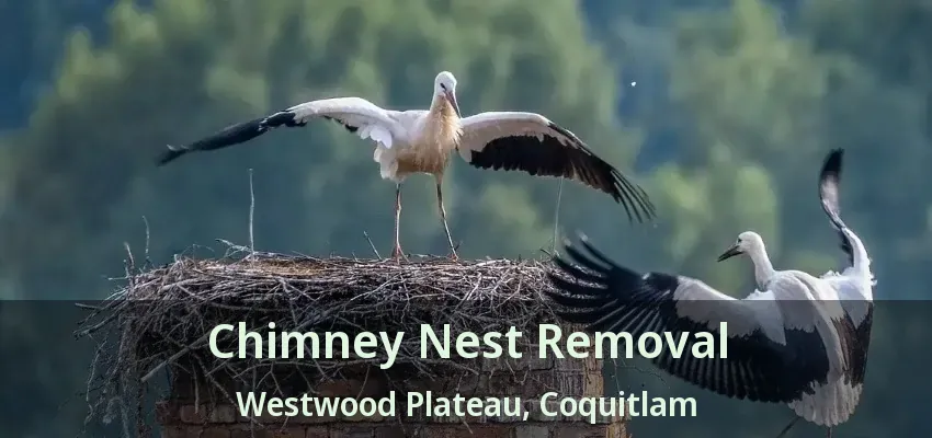 Chimney Nest Removal Westwood Plateau, Coquitlam - BC